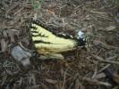 <img0*100:stuff/aj/184137/1311531536.jpg>