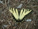 <img0*100:stuff/aj/184137/1311531554.jpg>