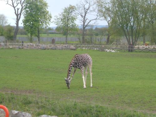 <img500*0:stuff/aj/187190/1274383354.jpg>