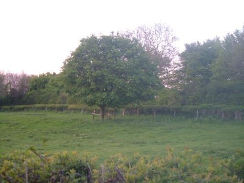 <img500*0:stuff/aj/187190/Little%20Tree.jpg>