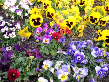 <img350*0:stuff/aj/187594/All_In_The_Golden_Afternoon.jpg>