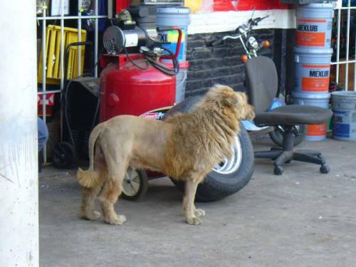 <img500*0:stuff/aj/188740/Mexican%20Lion01.jpg>