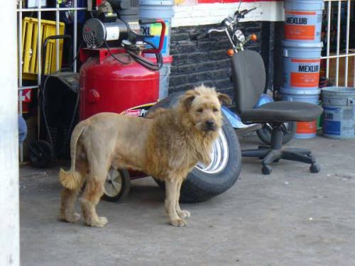 <img500*0:stuff/aj/188740/Mexican%20Lion02.jpg>