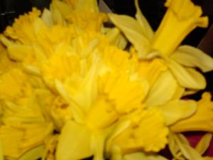 <img300*0:http://elftown.heddate.com/stuff/aj/188881/daffodil.jpg>