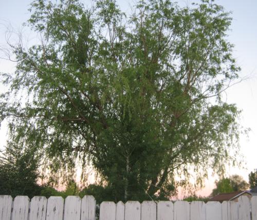 <img500*0:stuff/aj/189424/1308713930.jpg>