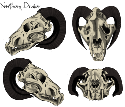 <img500*0:stuff/aj/192337/Northern%20Draier%20Skull%20study.png>