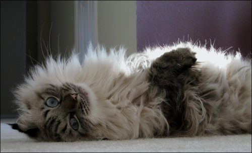 <img500*0:stuff/aj/193049/1354853420.png>