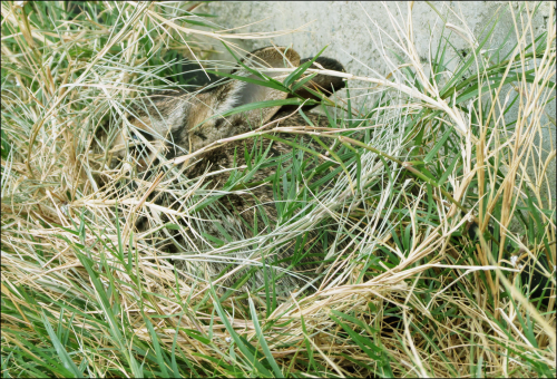 <img500*0:stuff/aj/193049/1355387326.png>