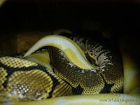 <img200*0:stuff/aj/24454/1260812592.jpg>