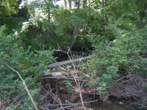 <img300*0:stuff/aj/25313/1244503961.jpg>