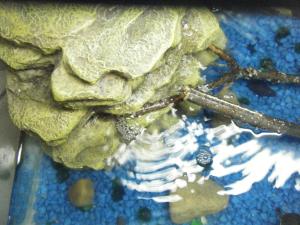 <img300*0:stuff/aj/25313/1245334110.jpg>