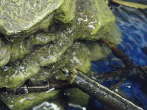 <img300*0:stuff/aj/25313/1245334156.jpg>