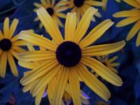 <img200*0:stuff/aj/25313/1268831717.jpg>