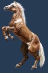 <img100*0:stuff/aj/27071/1312677949.jpg>