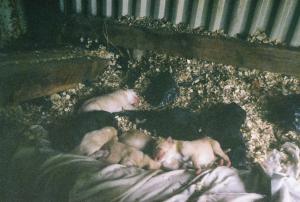 <img300*0:stuff/aj/33878/1232508707.jpg>