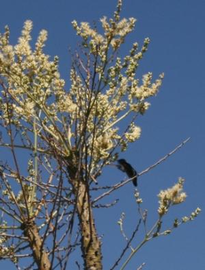 <img300*0:stuff/aj/36175/sg_humming.jpg>