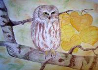 <img200*0:stuff/aj/37513/Owl.jpg>