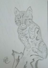 <img200*0:stuff/aj/37513/bobcat.jpg>
