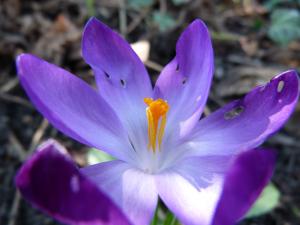 <img300*0:http://elftown.heddate.com/stuff/aj/37868/IskeLavenderflower.jpg>
