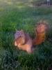 Squirrels of Disney