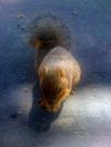<img100*0:stuff/aj/42000/1242589100.jpg>