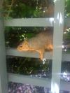 <img100*0:stuff/aj/42000/1242589386.jpg>