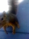 <img100*0:stuff/aj/42000/1242949736.jpg>