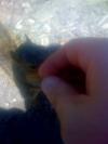 <img100*0:stuff/aj/42000/1242950067.jpg>
