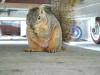 <img100*0:stuff/aj/42000/1242951497.jpg>