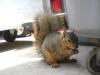 <img100*0:stuff/aj/42000/1242951788.jpg>