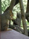<img100*0:stuff/aj/42000/1242953416.jpg>