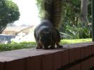 Squirrels of Disney 2
