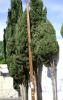 <img0*100:stuff/aj/42000/1256171401.jpg>