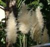 <img100*0:stuff/aj/42000/1256171721.jpg>