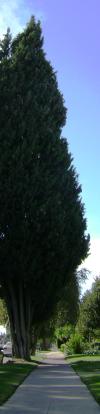 <img100*0:stuff/aj/42000/1256171769.jpg>