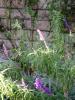 <img0*100:stuff/aj/42000/1256172948.jpg>