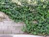 <img100*0:stuff/aj/42000/1256173145.jpg>