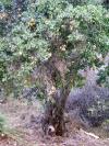 <img100*0:stuff/aj/42000/1256174366.jpg>