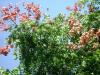<img100*0:stuff/aj/42000/1257194319.jpg>