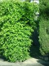 <img100*0:stuff/aj/42000/1257194425.jpg>