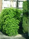 <img100*0:stuff/aj/42000/1257194628.jpg>