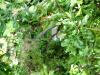 <img100*0:stuff/aj/42000/1257195550.jpg>
