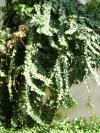 <img100*0:stuff/aj/42000/1257195719.jpg>