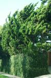 <img100*0:stuff/aj/42000/1257196147.jpg>