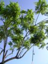 <img100*0:stuff/aj/42000/1257196257.jpg>