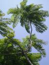<img100*0:stuff/aj/42000/1257196318.jpg>