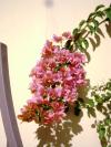 <img100*0:stuff/aj/42000/1258474108.jpg>