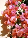 <img100*0:stuff/aj/42000/1258474319.jpg>