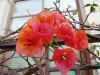 <img100*0:stuff/aj/42000/1258475754.jpg>