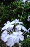 <img100*0:stuff/aj/42000/1258475957.jpg>